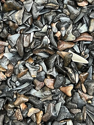 LOT OF 50 FOSSILIZED PARTIAL SHARK TEETH FROM VENICE FLORIDA.