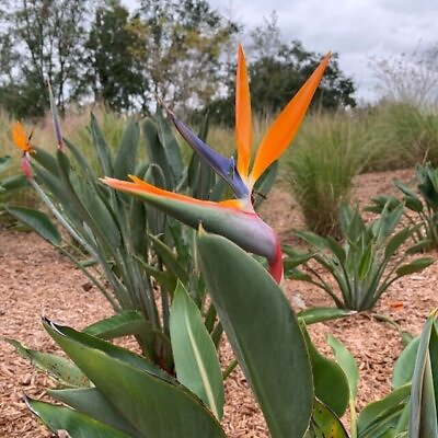 #ad Orange Bird of Paradise Strelitzia reginae Live Plant