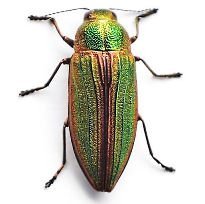 #ad Buprestis aurulenta real red green buprestid beetle Guatemala unmounted