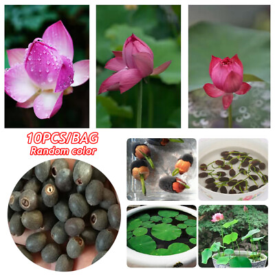 #ad 10 Purple Potted Lotus Flower Seeds Gorgeous Nelumbo Aquatic Plants Water Lily