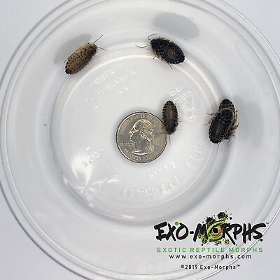 Dubia Roaches Small Medium Large amp; Feeder Males
