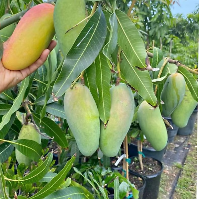 #ad 2 Mahachanok Thai Mango Tree seeds organic non GMO