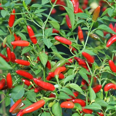 #ad Pequin Chili Pepper Seeds 50 HOT Piquin Bird Pepper Spicy NON GMO USA FREE Samp;H