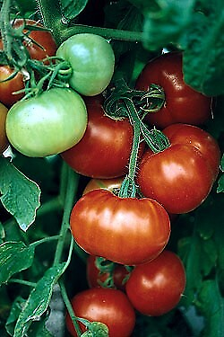 #ad Fantastic Tomato 45 Seeds Large Red Meaty Fruit