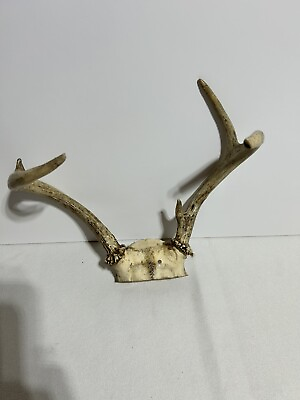 #ad Whitetail Deer Antlers 4 Point With Skull Cap