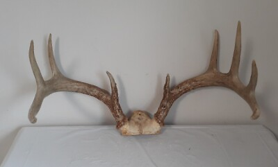 #ad Gorgeous 9 Point White Tail Buck Antlers w Skull Plate for Man Cave Lodge Cabin