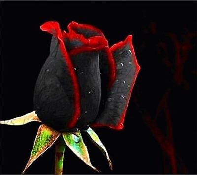 #ad 20 SEEDS for Black Red RARE Hybrid tea Rose flower bush exotic plant USA Seller