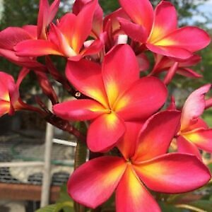 #ad 5 Pink Yellow Plumeria Seeds Plants Flower Flowers Perennial Seed 211