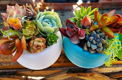 #ad 10 tiny unrooted succulent cuttings