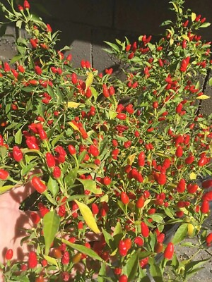 #ad Wiri Wiri CHILE PEQUIN TEPIN PETIN...HOT HOT PEPPER 25 FRSH HOME GROWN SEEDS