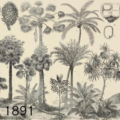 #ad 1891 PALM TREES COCONUT FRUITS TROPICAL MAURITIA VINIFERA VICTORIAN ERA PRINT