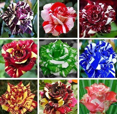 #ad 20 SEEDS for MIXED COLORS Dragon striped ROSE swirl flower Bush Rare USA Seller