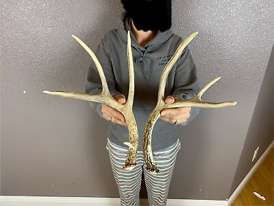 #ad Two Mule Deer Antlers Sheds WILD IDAHO Horns Rustic Decor Dog Chews Crafts Small