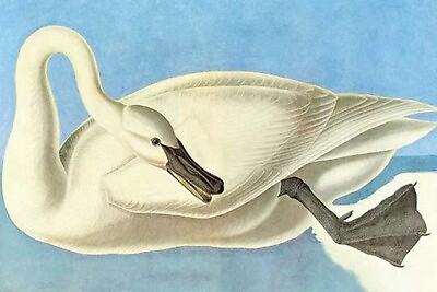 #ad Trumpeter Swan by John James Audubon #4 Art Print