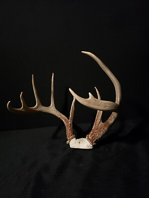#ad Huge Whitetail Deer 9 Point Antler Taxidermy Horns Shed Cabin 120quot; Buck