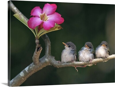 #ad Cute small birds on tree branch looking Canvas Wall Art Print Bird Home Decor