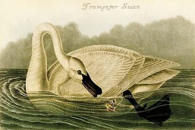 #ad Trumpeter Swan by John James Audubon #2 Art Print