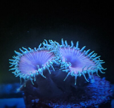 #ad Purple Death Zoa Zoanthid 2 Polyp Frag Free Shipping on Orders over $85