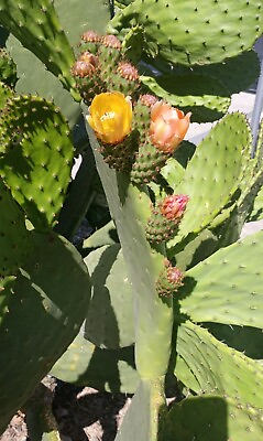 #ad prickly pear cactus plant grows orange pink and yellow blooms Pears are edible