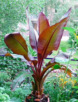 #ad Ensete Maurelii – Red Abyssinian Banana – Cold Hardy Tropical Banana Plant