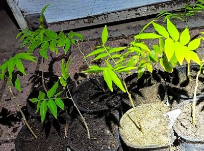 #ad Very Rare Florida Soapberry Sapindus marginatus seedling only US seller