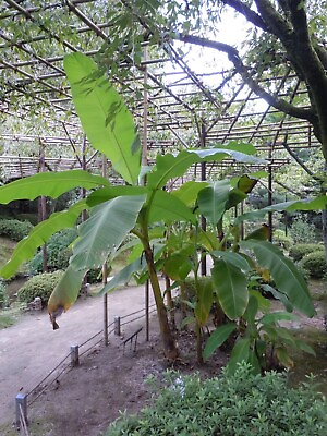 #ad Musa Basjoo Banana Banana Tree Cold Hardy Variety to 10 °F 8 to 10quot; tall