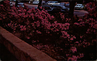 #ad Azaleas bloom Cleveland Park Greenville South Carolina 1950s cars postcard