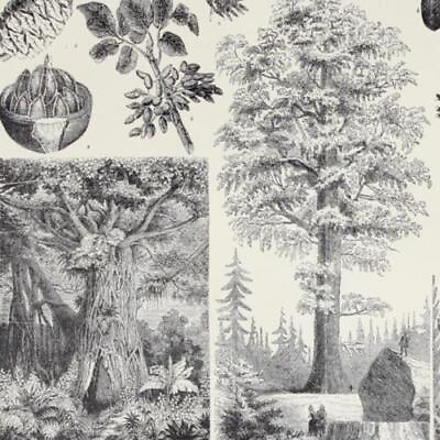 #ad 1891 REDWOOD GIANT SEQUOIA TREES BANYAN CYPRESS DATE PALM VICTORIAN ERA PRINT