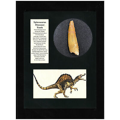 Spinosaurus Tooth Display