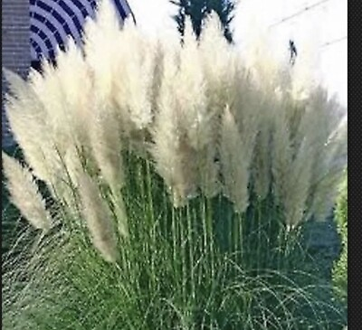 #ad White Pampas Grass Cortaderia selloana 3 Plugs