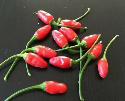 #ad 20 Seeds Chile piquin chiltepin big TASTE Texas bird Chili Pepper Very Hot OUCH
