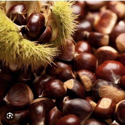 #ad 20 Dunstan American Chestnuts Tree Seeds Hybrid Chinese Edible