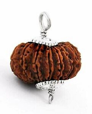 #ad Lab Certified A 18 Mukhi Rudraksha Collector#x27;s Bead Genuine Size