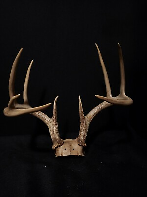#ad Huge Whitetail Deer 9 Point Antler Taxidermy Horns Shed Cabin 122quot; Buck