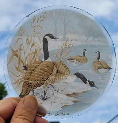 #ad Stained Glass Roundel Canadian Geese Kiln fired painted piece 13 CM goose