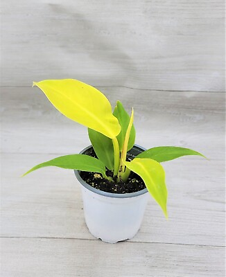 #ad Philodendron Moonlight Golden Goddess Philodendron live houseplant in 4quot; Pot