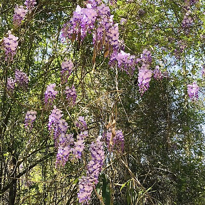 #ad 5 Purple Lavender Wisteria Live Vine Plants Cuttings No Roots for You to Root