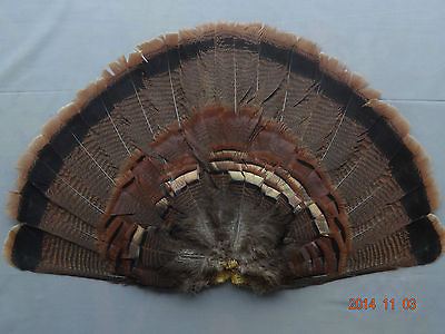 #ad adult eastern wild turkey tail fan turkey feathers turkey decoys