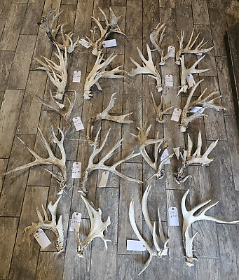 #ad 2000quot; HUGE LOT Whitetail Deer Shed Sets Antler Skull Buck Wedding Decor Cabin