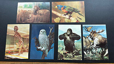 #ad Vintage Large Postcard Lot Of 6 American Museum of Natural History New York City