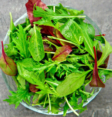#ad 1000 Gourmet Lettuce Blend Seeds Mixed Salad Bowl Lettuce Bulk
