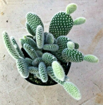 #ad Opuntia Microdasys #x27;Angel Wings#x27; Comes in a 3.5quot; pot