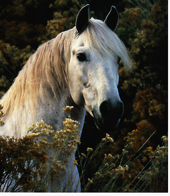 #ad 1995 Vintage Print Portrait Andalusian Spanish White Stallion Horse
