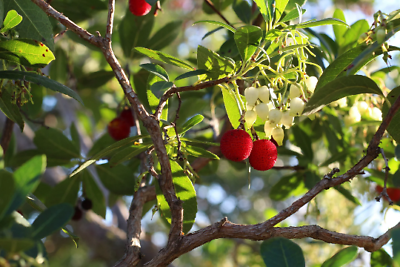 #ad Strawberry Tree {Arbutus unedo} Evergreen 20 seeds Free Shipping US