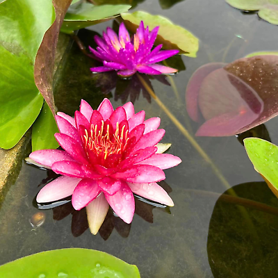 #ad Perry#x27;s Baby Red Hardy Waterlily Tuber Live Freshwater Plants Colorful Flower