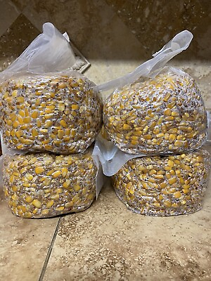 #ad TWO 5lb Premium Grain Mushroom Spawn Bags Sterilized Grain Bags