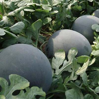 Black Diamond Watermelon Seeds Non Gmo Heirloom Seeds – Fruit Seeds $44.99