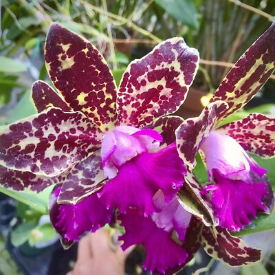 #ad Yuan Dung Python Orchid Pashion Fruit plant