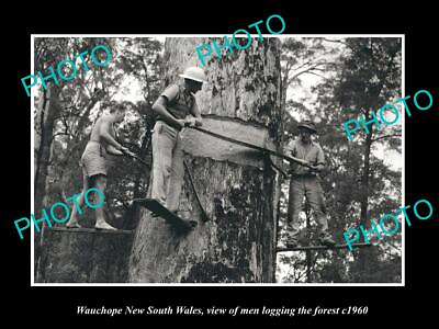 #ad OLD LARGE HISTORIC PHOTO WAUCHOPE NEW SOUTH WALES MEN LOGGING THE FOREST c1960