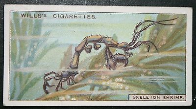 #ad SKELETON SHRIMP Vintage 1928 Marine Wildlife Card CD25M